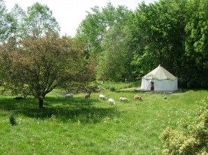 Sheep grazing in temporary fenced coral next to portable tent home, a Yome by Red Sky Shelters