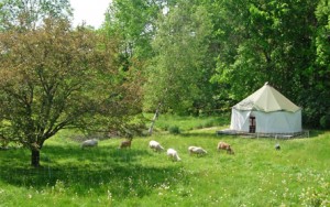 Sheep grazing near a tiny tent home Yome by Red Sky Shelters in North Carolina